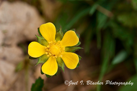 Indian Strawberry.jpg