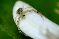 Arachnids, Insects, and Other Inverts