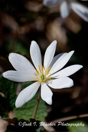 Bloodroot 1, Sosbee Cove