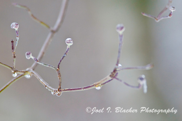 Iced Dogwood