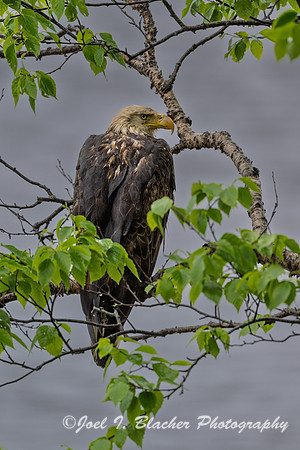 Bald-Eagle--Acadia-NP