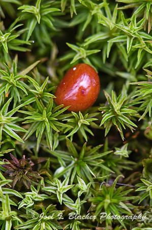 Orthtrichum Moss.jpg