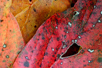 Fall Foliage