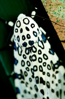 Butterflies and Moths