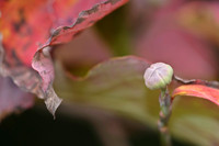 Fall Foliage