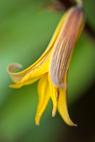 Flowers, Grasses, & Bog Plants