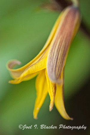 Yellow Trout Lilly 1.jpg