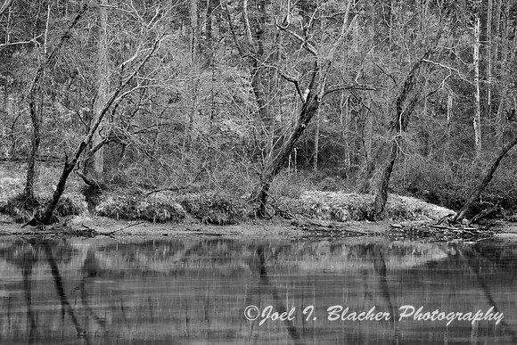 Trees Along the Chattahoochee B&W.jpg