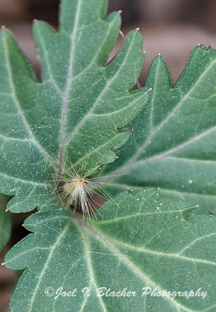 Seed in Slender Toothwort.jpg