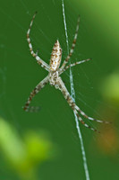 Arachnids, Insects, and Other Inverts