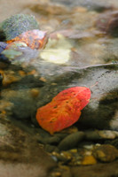 Fall Foliage
