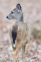 Mammals