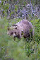 Grizzly-Sow-1-E