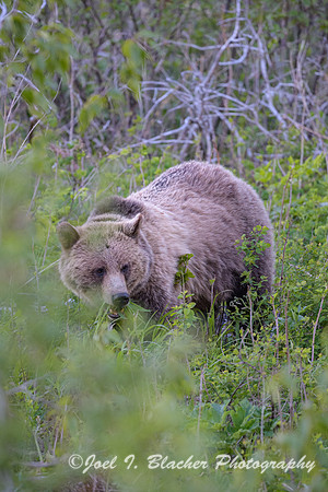 Grizzly-Sow-1-E