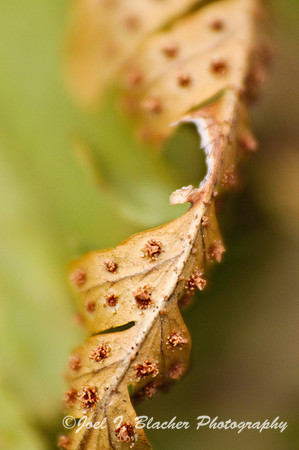 Autumn Fern 2.jpg