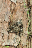 Butterflies and Moths