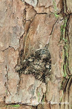 Ilia Underwing Moth
