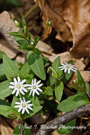 Star Chickweed.jpg