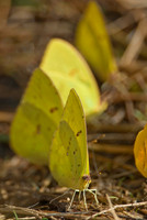 Butterflies and Moths
