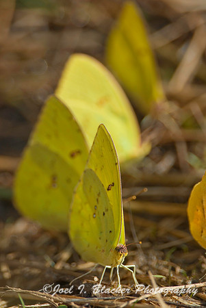 Various Sulphurs.jpg