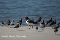 Shorebirds and Waders