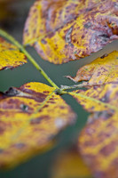 Fall Foliage