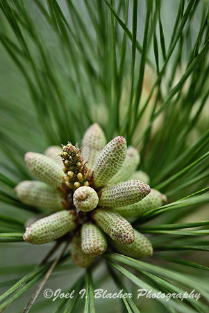 Microsporangiate Cones.jpg