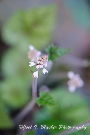 Foamflower 4-8
