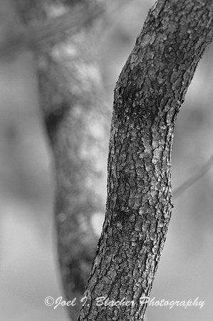 Dogwood Trunks BW
