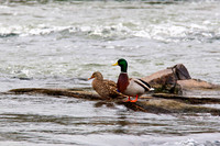 Ducks, Geese, Grebes and related