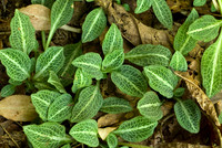 Ferns, Mosses, & Other Woodland Plants