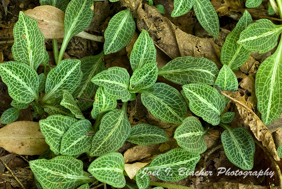 Rattlesnake Plantain, Mocassin Creek.jpg