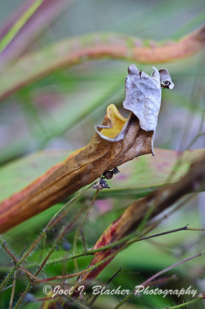 Autumn Bog 2.jpg