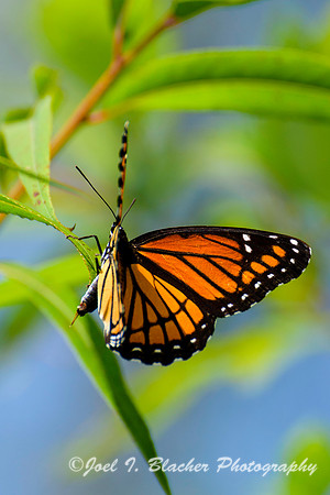 Monarch-Chattahoohee