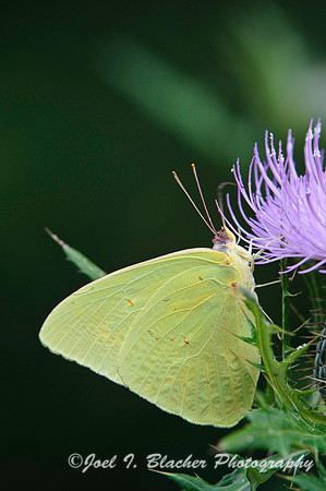 Cloudless Giant Sulphur on Bull Thistle, Cochran Schoals.jpg