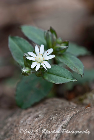 Star Chickweed 2 .jpg