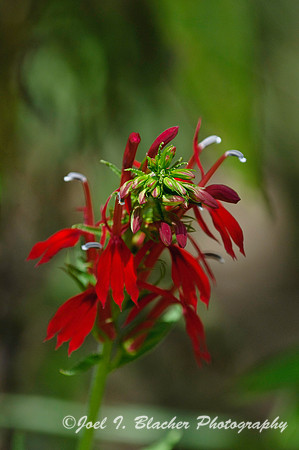 Cardinal Flower 2, Marietta, GA