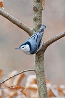 Woodpeckers and Nuthatches