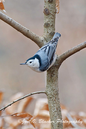 Nuthatch 1, Big Trees Forest Preserve.jpg