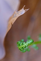 Ferns, Mosses, & Other Woodland Plants