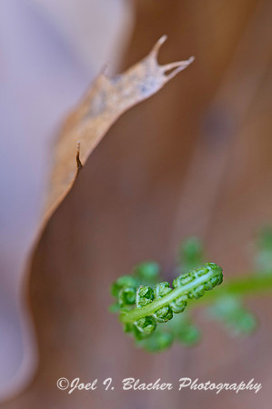 Emerging Fern and Oak Leaf.jpg