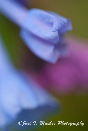 Virginia Bluebell Absract.jpg