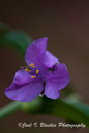 Spiderwort 1.jpg