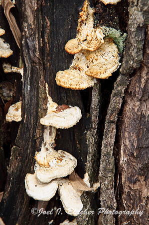 Polypores on Fallen Tree.jpg