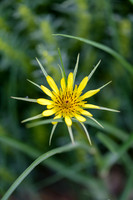 Yellow-Salsify-Am-Prairie-Res