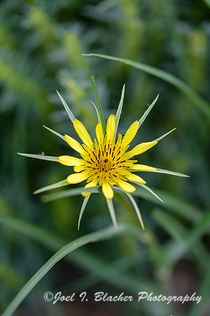 Yellow-Salsify-Am-Prairie-Res
