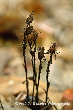 Unknown Plant, Moccasin Creek.jpg