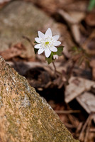Flowers, Grasses, & Bog Plants
