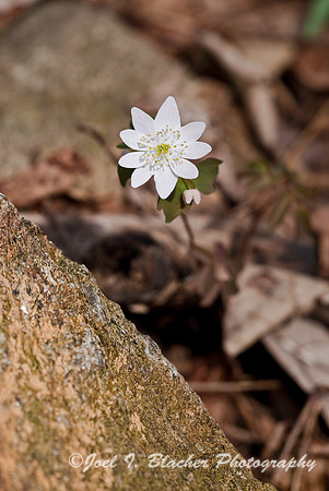 Rue Anemone.jpg