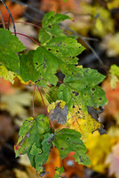 Fall Foliage